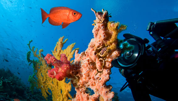 Snorkelling in Mozambique