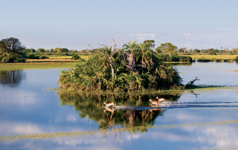 lechwe running through flood plains in the Okavango Delta in Botswana