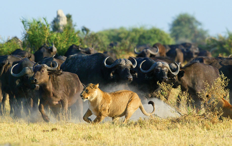safari bufalo sudafrica
