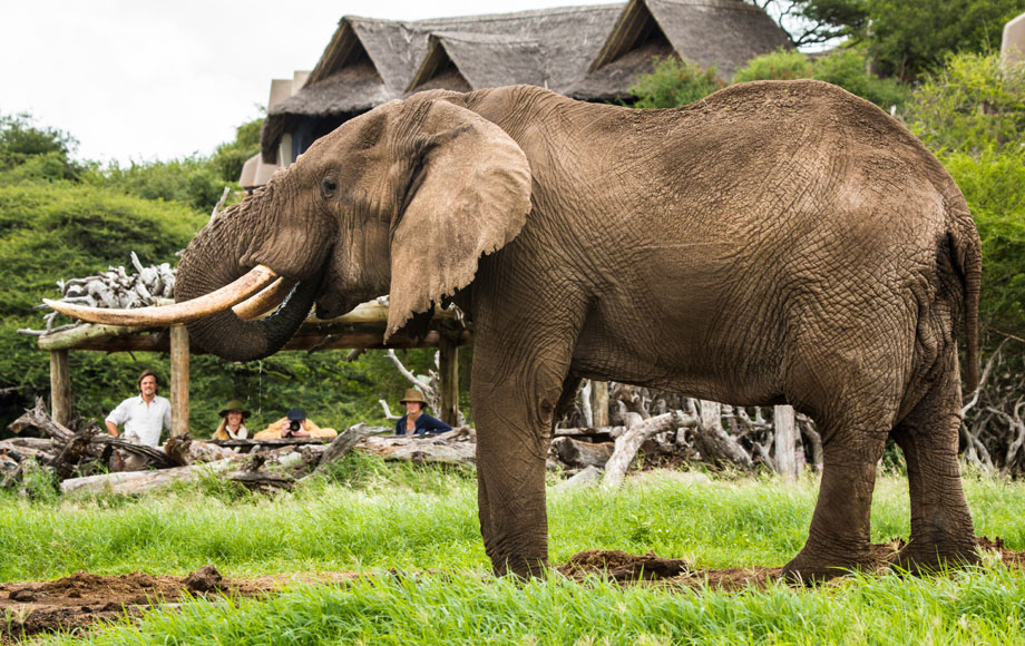 Elephant at Ol Donyo Lodge in Kenya