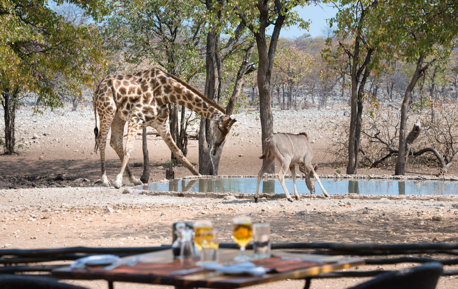 Giraffe drinking out of pool