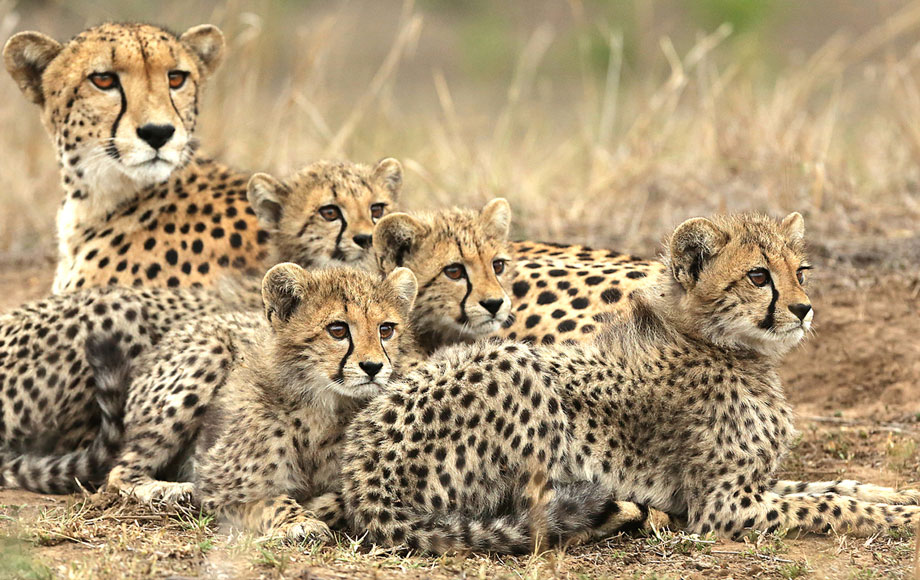 Cheetah Family at Phinda Forest Lodge