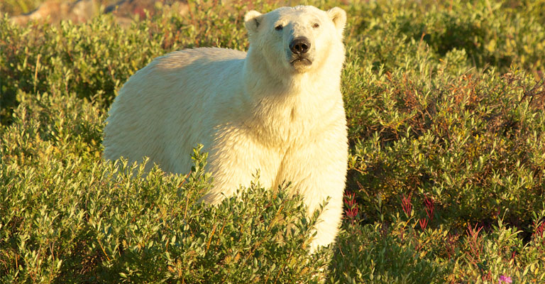 Polar Bears in Summer