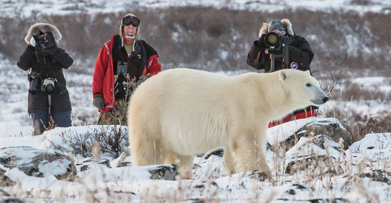 polar-bear-viewing-ice-bear