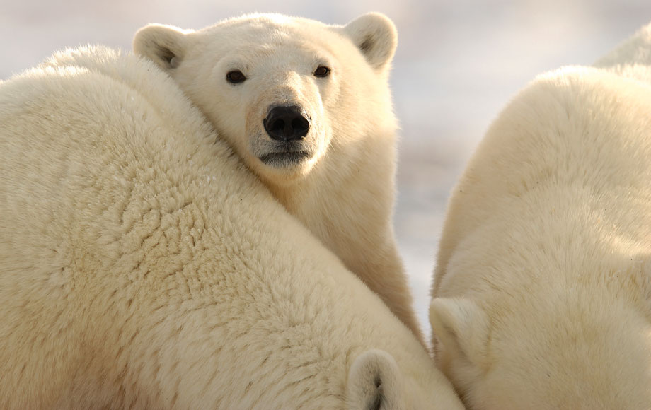 Poalr Bears Poalr Bears