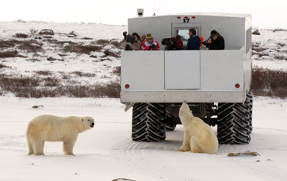 Polar Bear viewing from Tundra Buggies in Canada