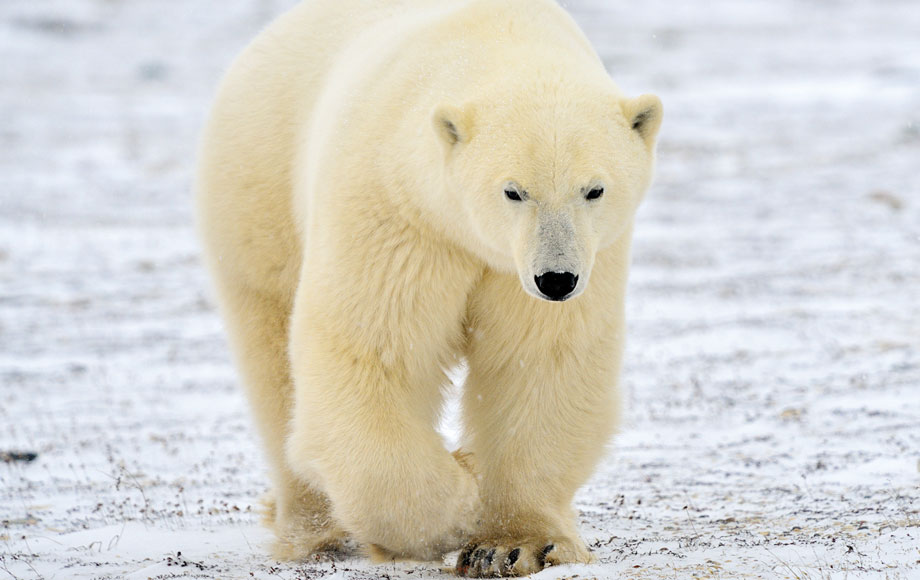 Big Polar Bear in Canada