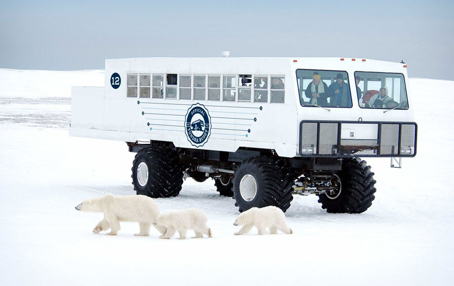Polar Bear viewing from Tundra Buggies in Canada Polar Bear viewing from Tundra Buggies in Canada