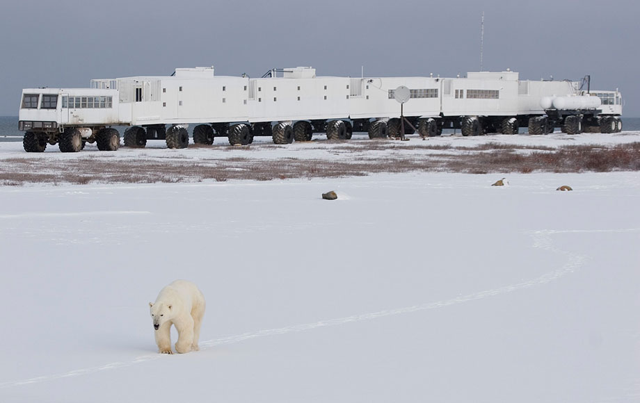 Polar Bear viewing from Tundra Buggies in Canada