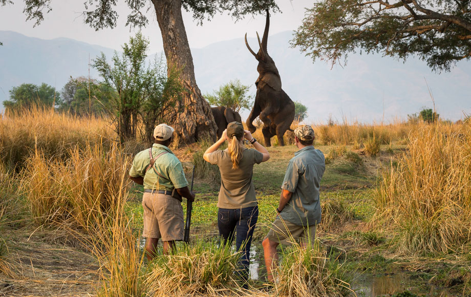 Elephent feeding on tree in Zimbabwe