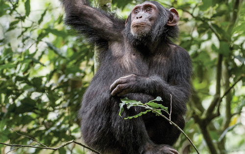 A chimpanzee in Rwanda