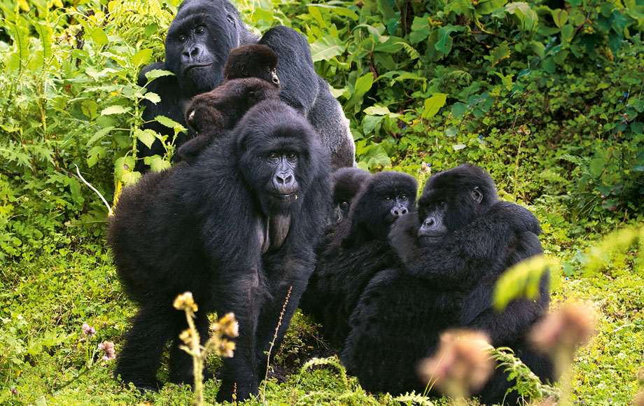 rwanda-gorillas-inset1 A Troop of Gorillas in Rwanda
