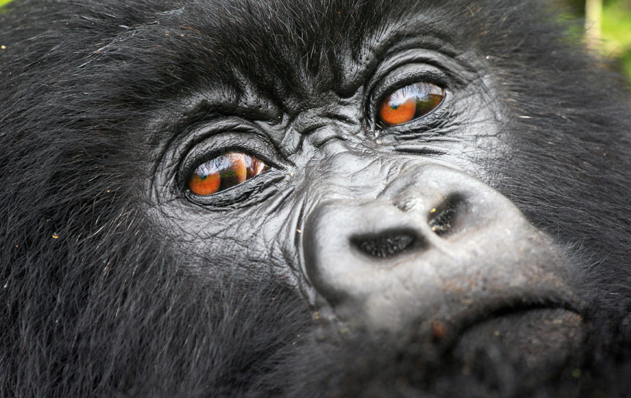 Male gorilla in Rwanda