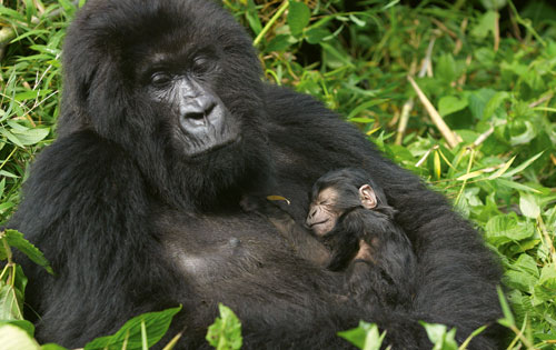A Female gorilla and her baby in Rwanda