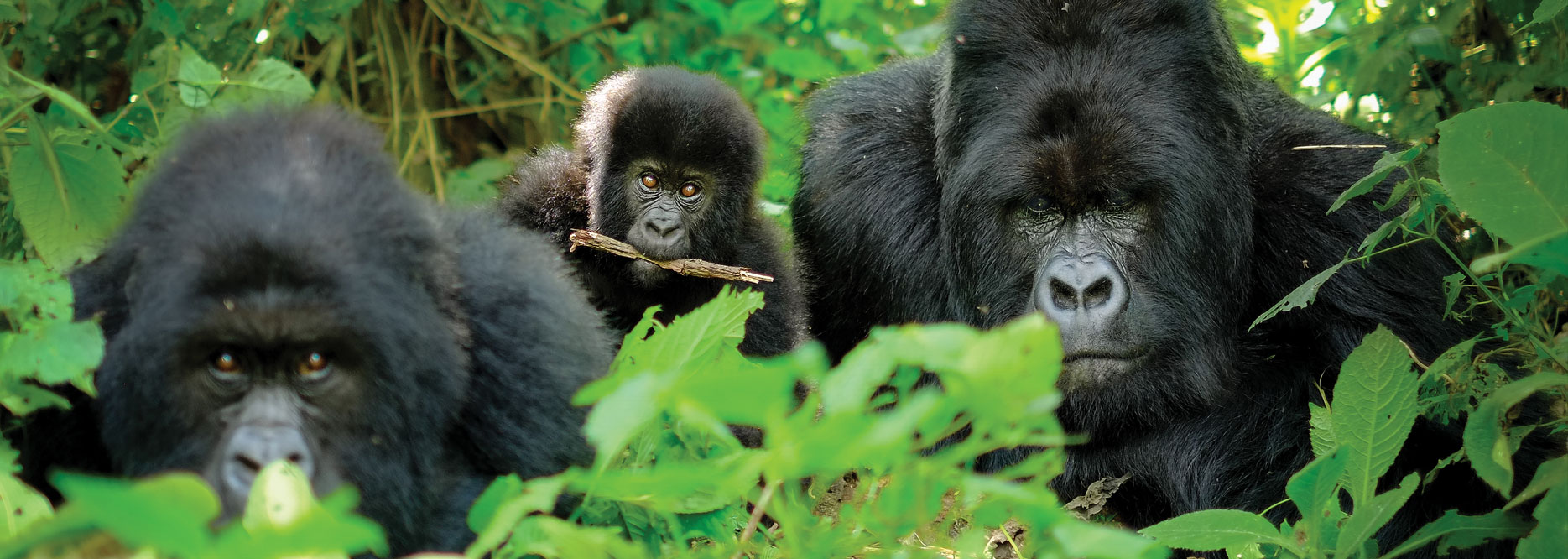 A Troop of Gorillas in Rwanda