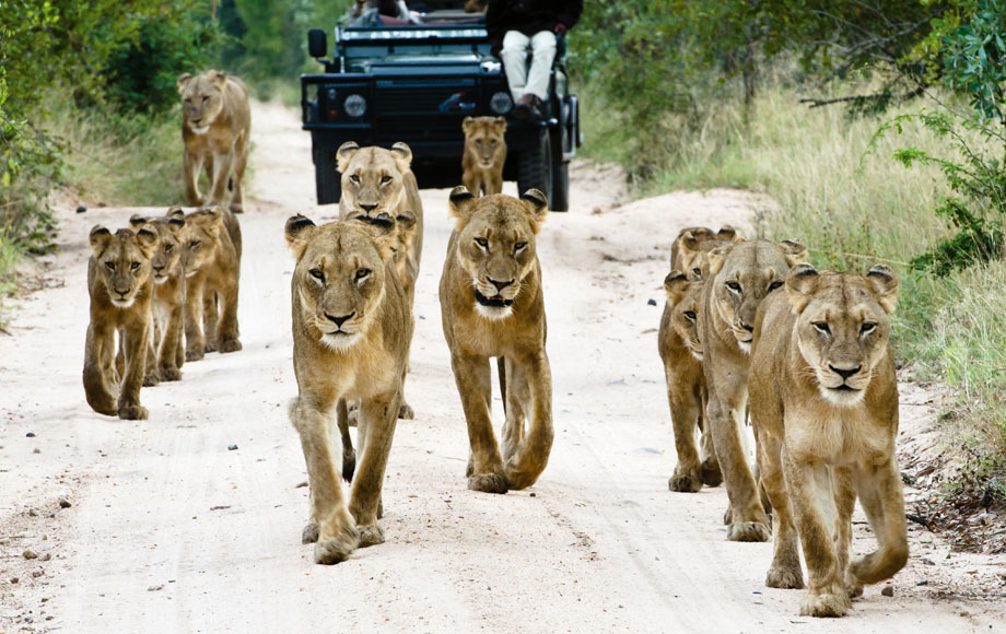 Pride of Lions at Sabi Sabi Earth Lodge