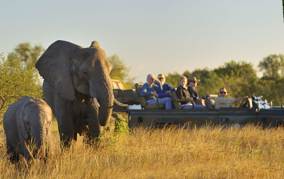 Safari at Sabi Sabi Selati Camp