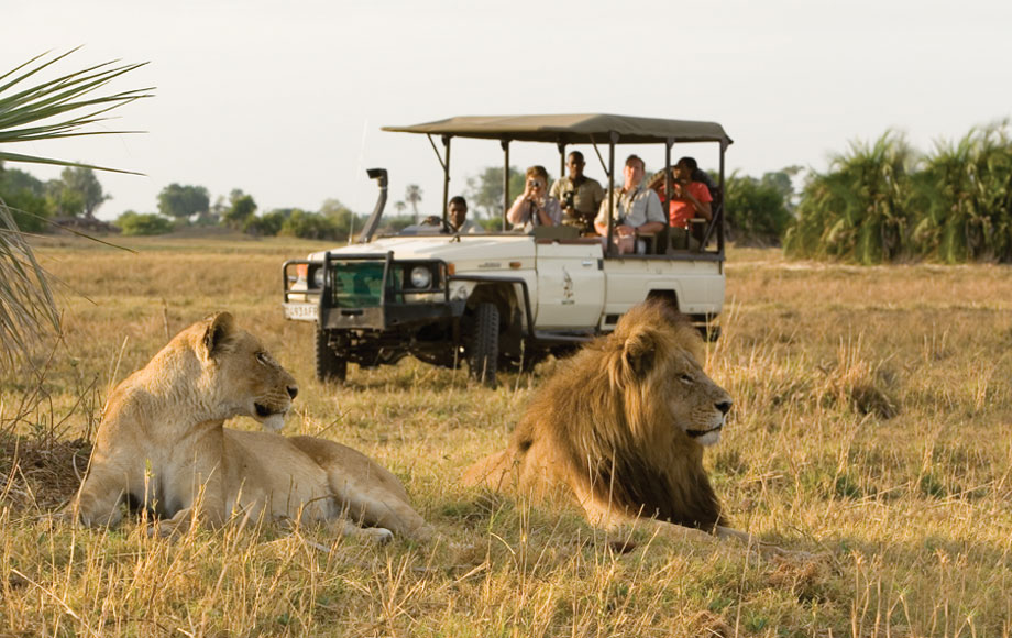 Lion sighting on safari