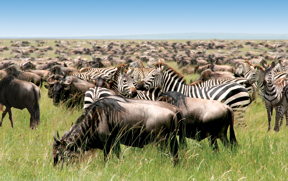 african safari serengeti