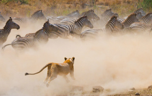 serengeti-location-inset2