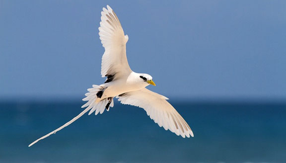 seychelles-bird