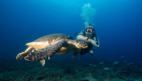 seychelles-dive