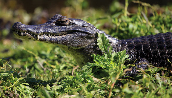 The Ibera Wetlands