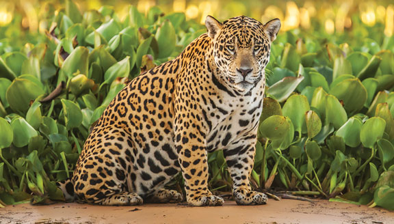 Northern Pantanal