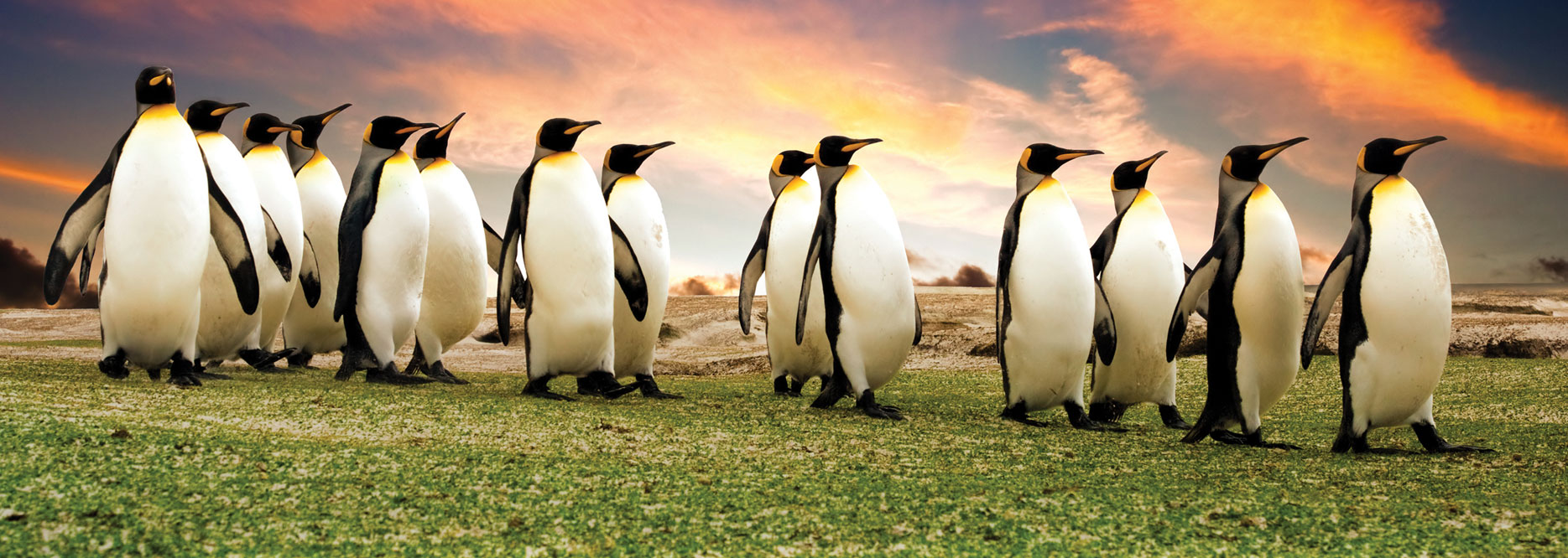 King Penguins in the Falkland Islands