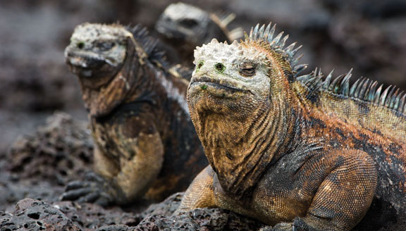 Galapagos Marine Iguana