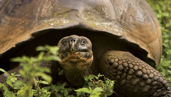 Giant Galapagos Tortoise
