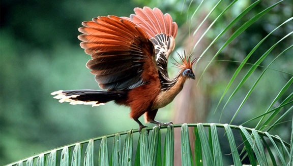 Guyana Wildlife