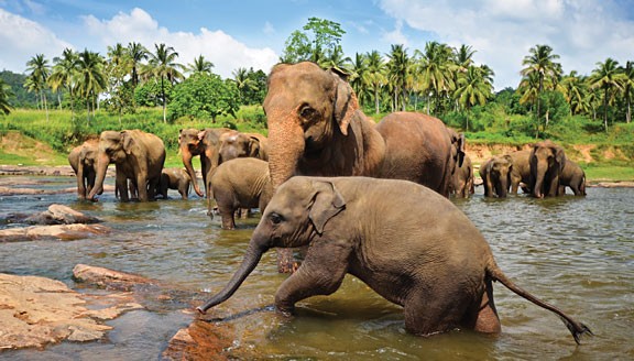 sri-lanka-treasures