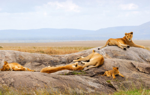 Lions sitting on a rock in Tanzania