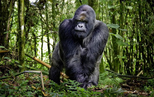 Male silverback gorilla in Rwanda