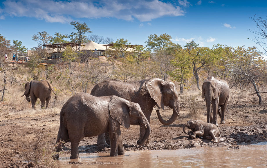 herd of elephants at The Elephant Camp in Zimbabwe