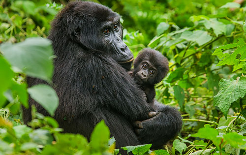 Gorilla and Baby in Uganda