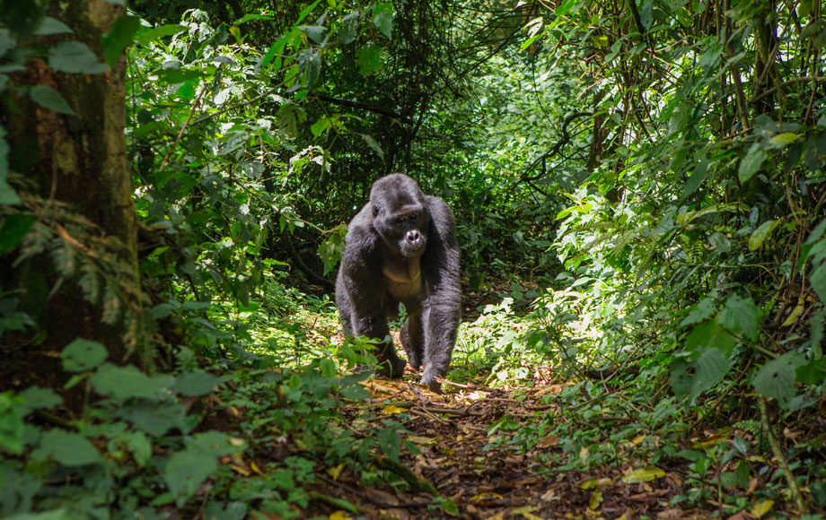 Gorilla in Uganda