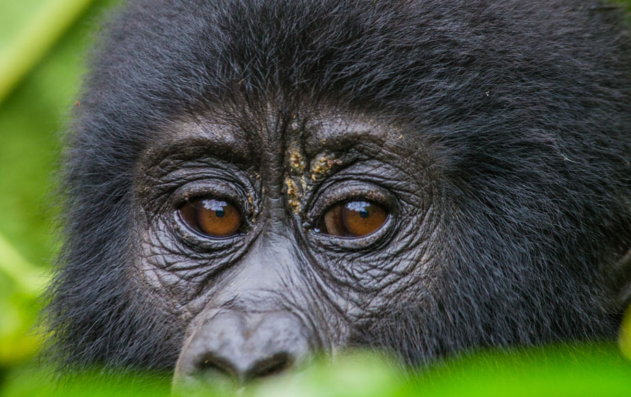 Gorilla in Uganda