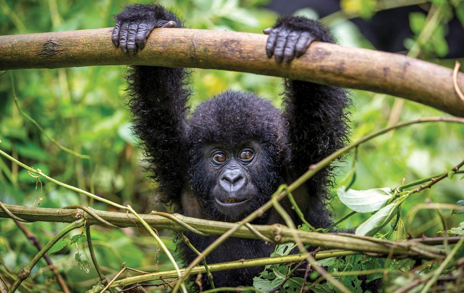 Baby Gorilla in Uganda Baby Gorilla in Uganda