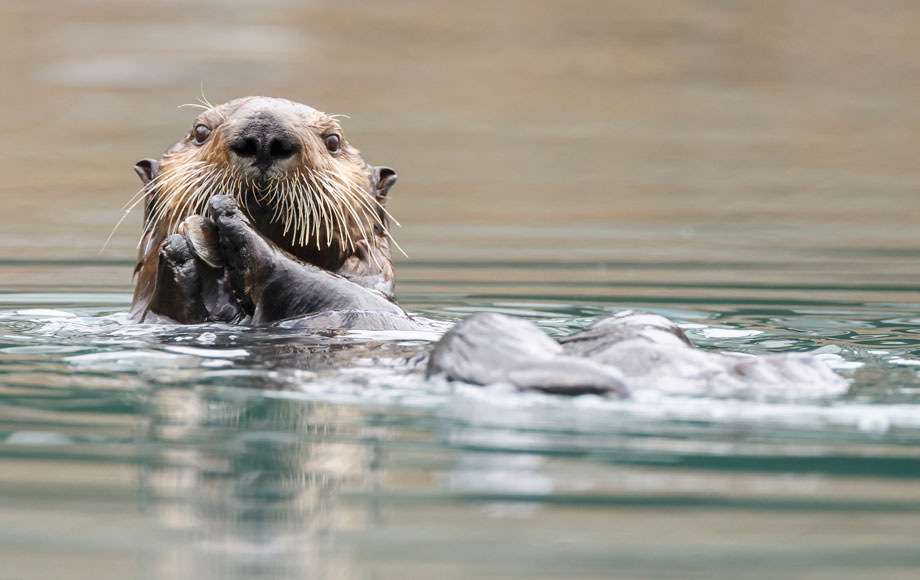 Otter in Alaska