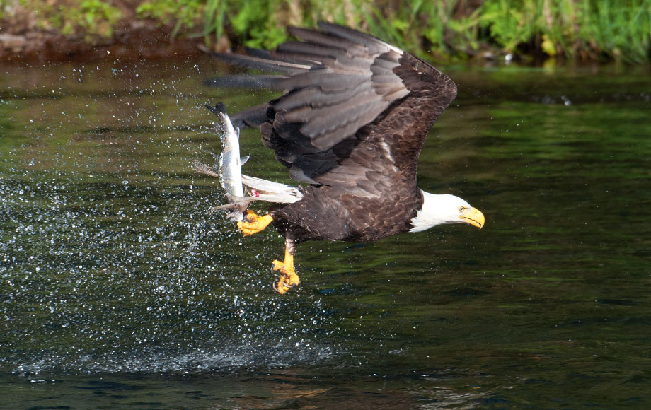 Fish Eagle in Alaska