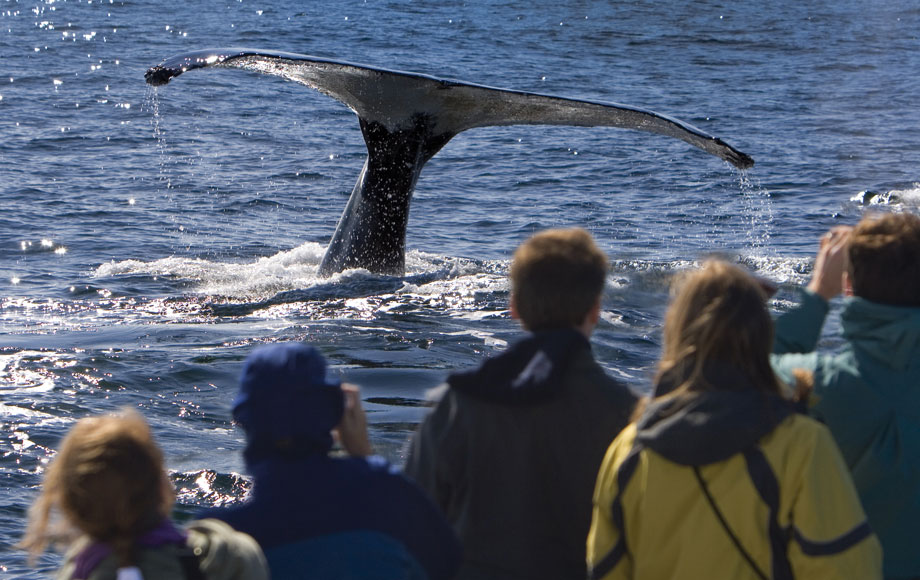 Wale watching in Alaska