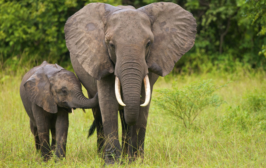 Elephant mum and calf walking in Zambia