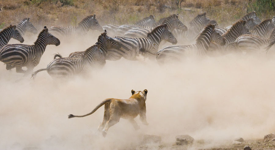 Lion hunting wildebeest in Kenya