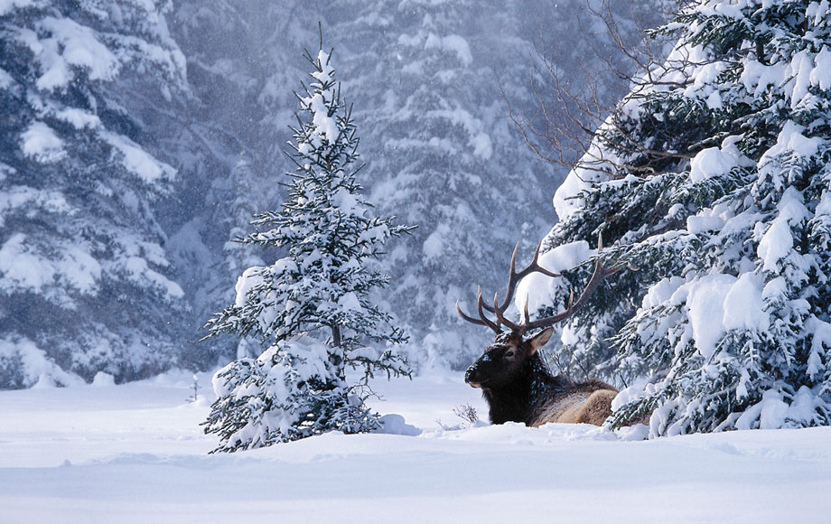 Deer in the Rocky Mountains